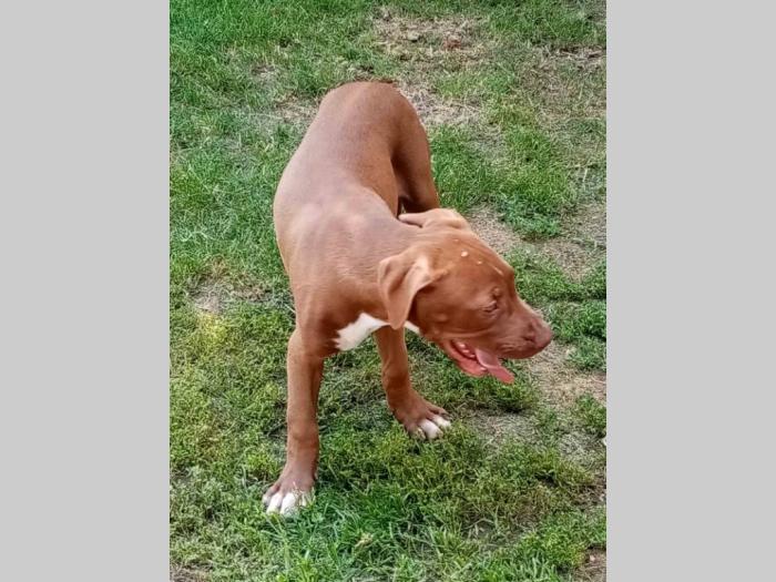 pitbull štenci besplatni mali oglasi