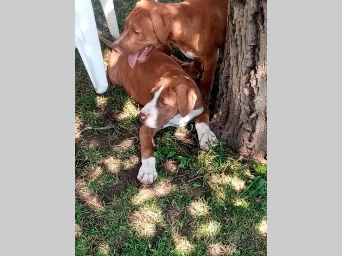 pitbull štenci besplatni mali oglasi