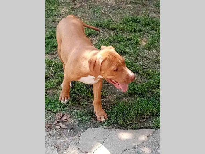 pitbull štenci besplatni mali oglasi