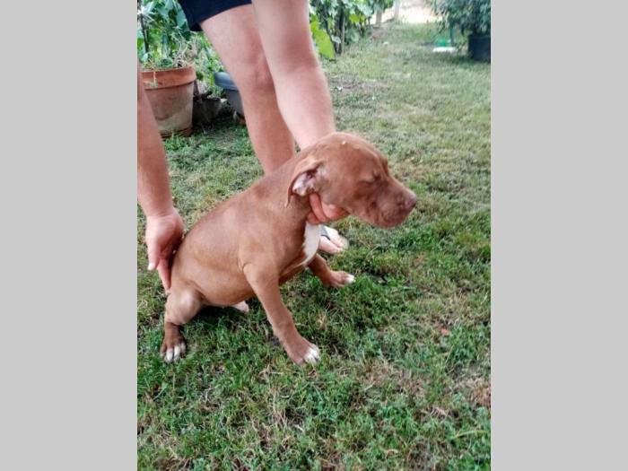 pitbull štenci besplatni mali oglasi
