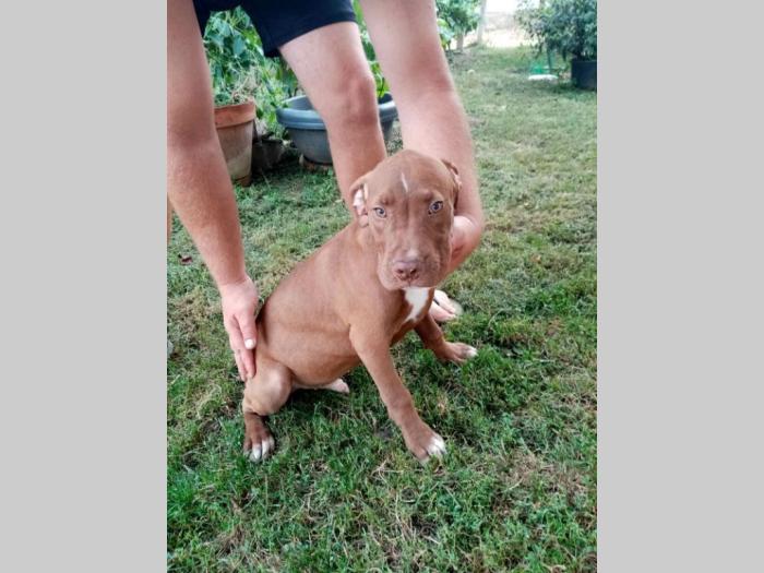 pitbull štenci besplatni mali oglasi