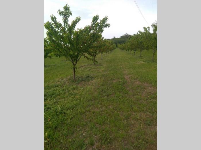 prodajem zasad trešanja u vinči besplatni mali oglasi