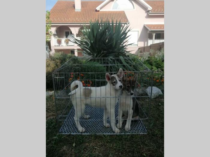 štenci zapadnosibirskih lajki na prodaju besplatni mali oglasi