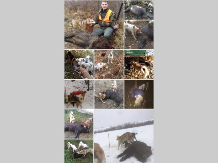 štenci zapadnosibirskih lajki na prodaju besplatni mali oglasi