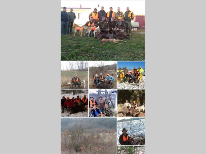 štenci zapadnosibirskih lajki na prodaju besplatni mali oglasi