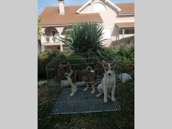 štenci zapadnosibirskih lajki na prodaju besplatni mali oglasi