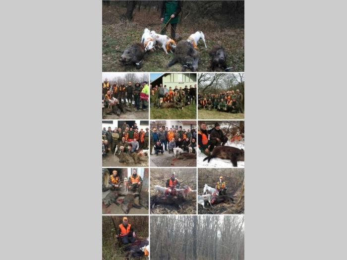 štenci zapadnosibirskih lajki na prodaju besplatni mali oglasi