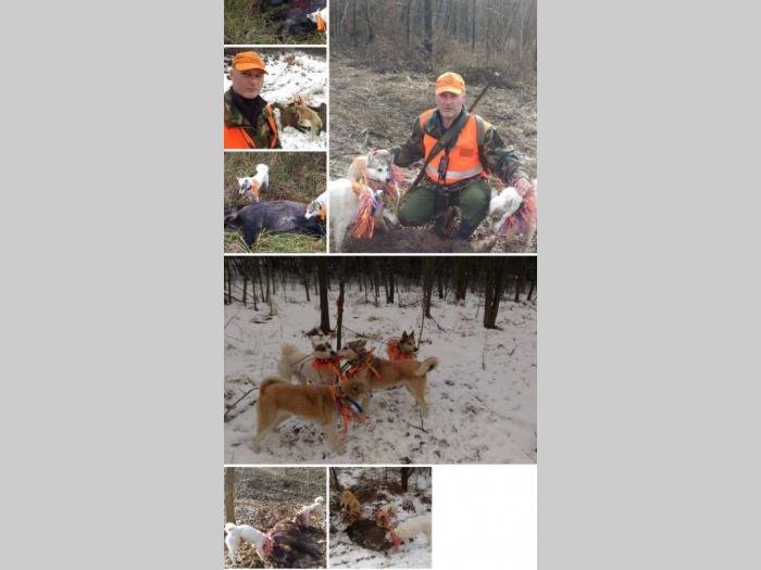 štenci zapadnosibirskih lajki na prodaju besplatni mali oglasi