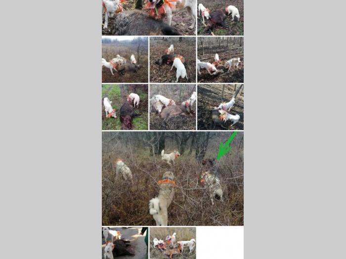 štenci zapadnosibirskih lajki na prodaju besplatni mali oglasi