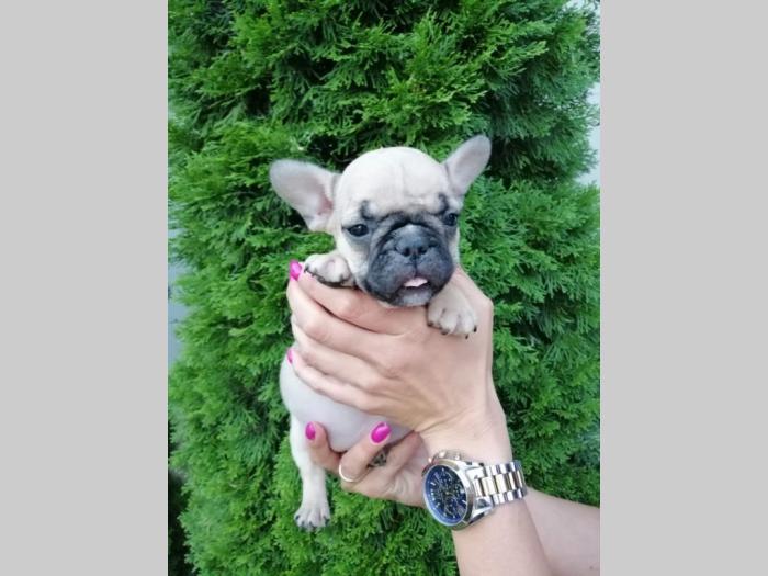 francuski buldog štenci besplatni mali oglasi