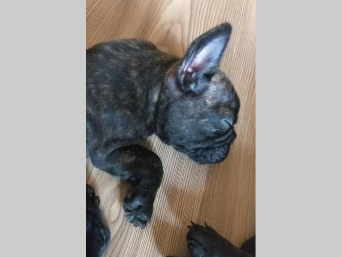 štenci francuskog buldoga vrhunskog porekla besplatni mali oglasi