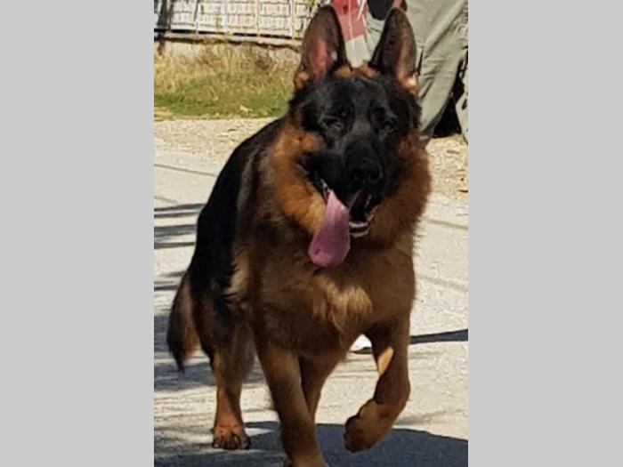 nemački ovčar, vrhunski štenci besplatni mali oglasi
