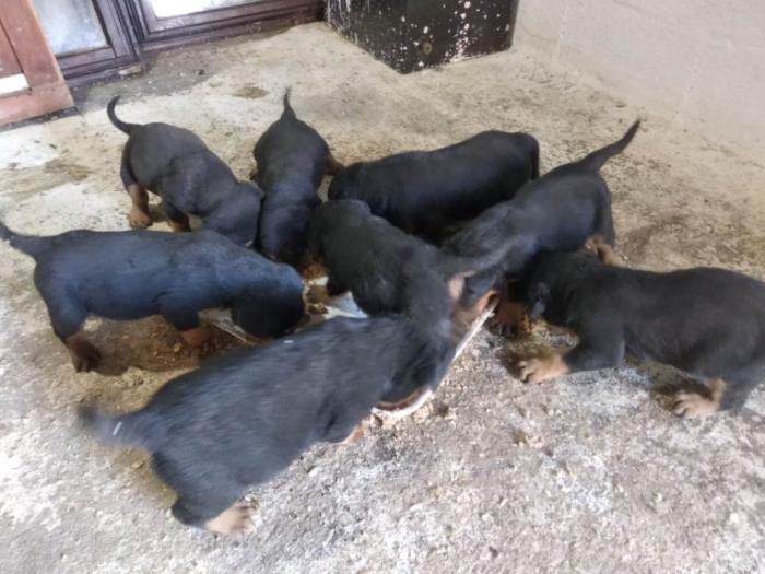 štenad rotvajlera izuzetnog porekla besplatni mali oglasi