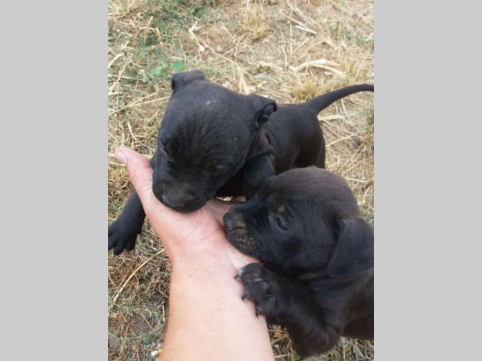 pit bul štenci na prodaju besplatni mali oglasi