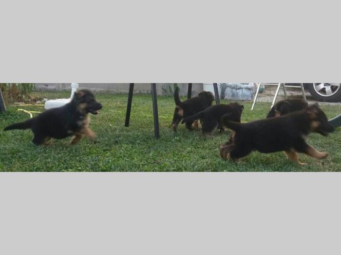 nemački ovčar štenci besplatni mali oglasi