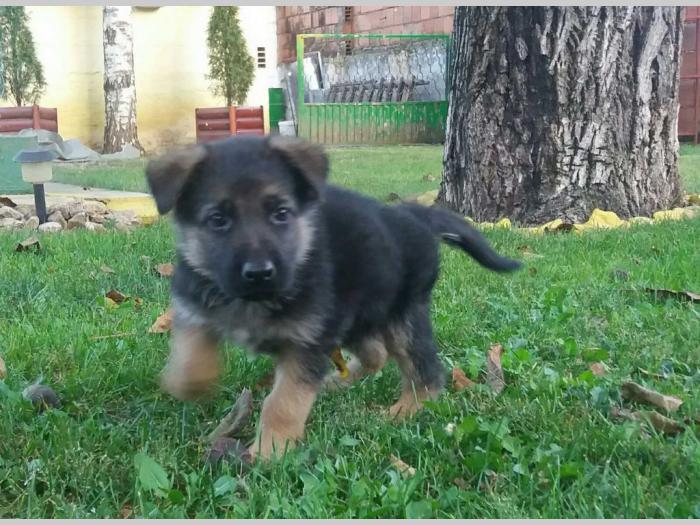 nemački ovčar štenci besplatni mali oglasi