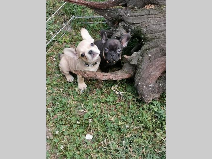 francuski buldog štenci besplatni mali oglasi