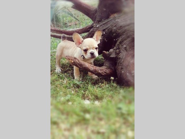 francuski buldog štenci besplatni mali oglasi