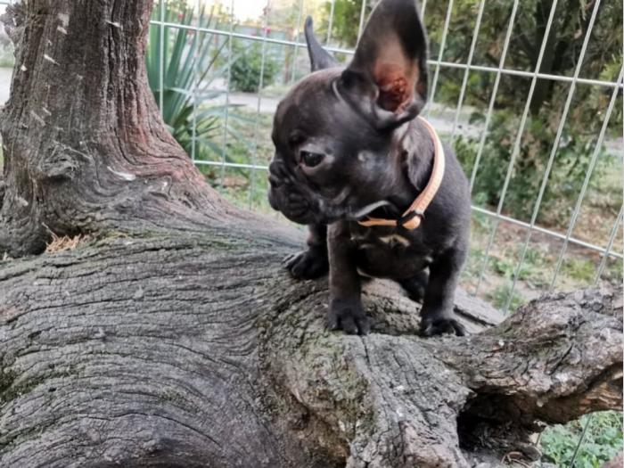 francuski buldog štenci besplatni mali oglasi