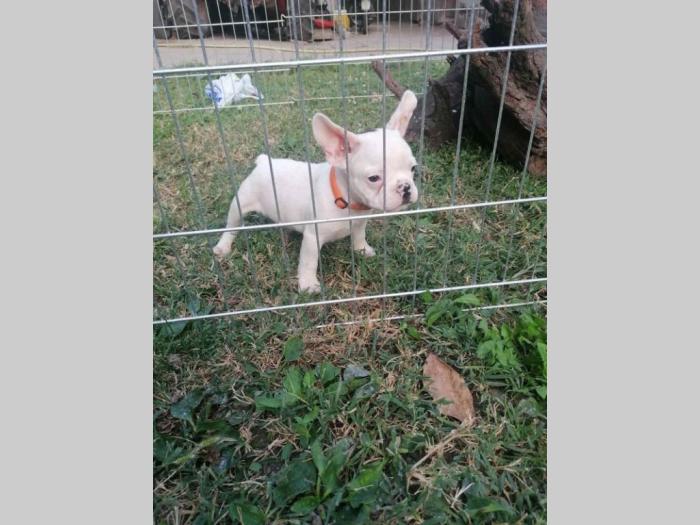 francuski buldog štenci besplatni mali oglasi