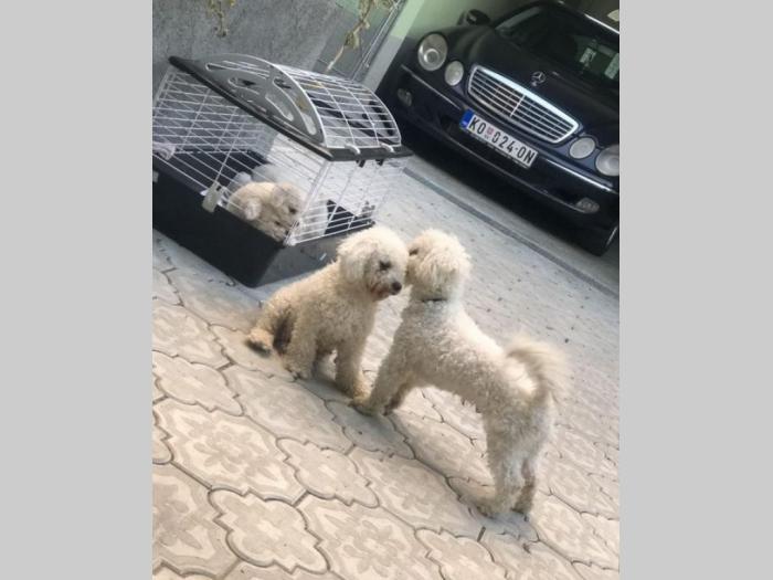 prodajem štence bišona besplatni mali oglasi