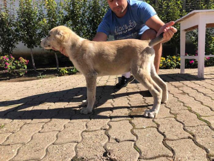 štene srednjeazijskog ovčara besplatni mali oglasi