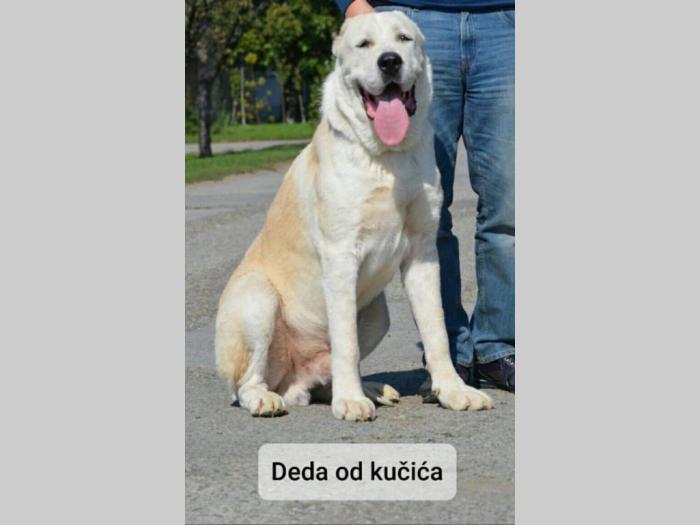 štene srednjeazijskog ovčara besplatni mali oglasi