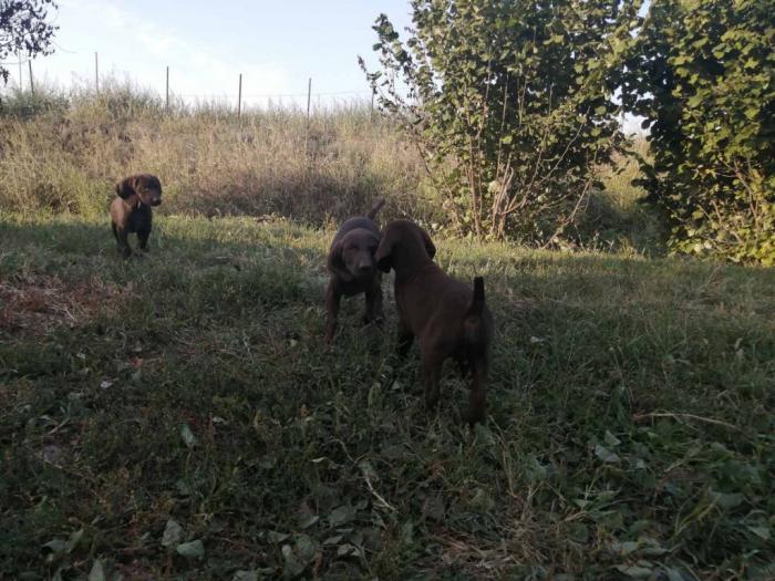 na prodaju štenci kratkodlakog ptičara besplatni mali oglasi