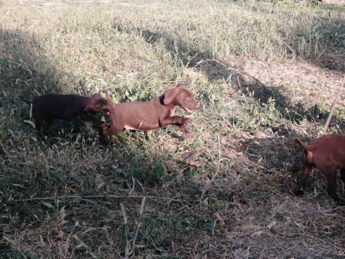 na prodaju štenci kratkodlakog ptičara besplatni mali oglasi
