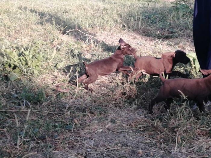 na prodaju štenci kratkodlakog ptičara besplatni mali oglasi