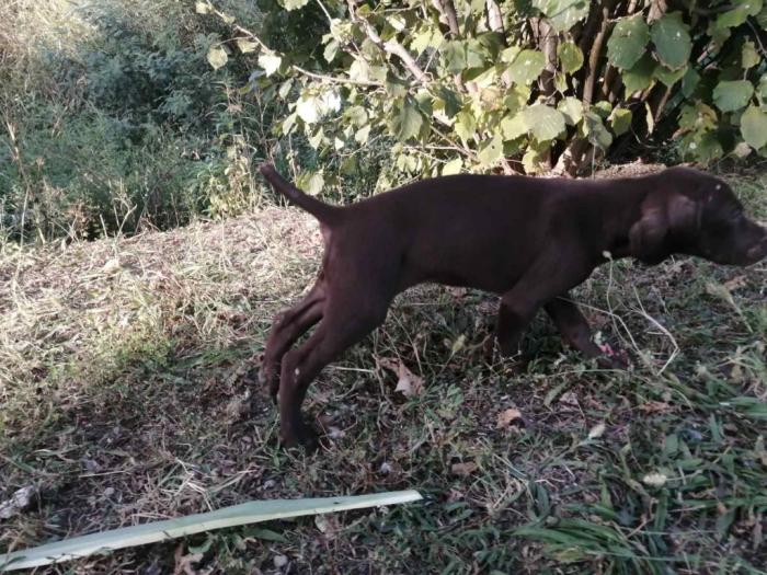 na prodaju štenci kratkodlakog ptičara besplatni mali oglasi