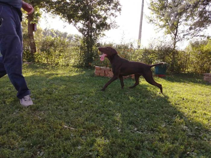 na prodaju 2 kratkodlaka ptičara besplatni mali oglasi