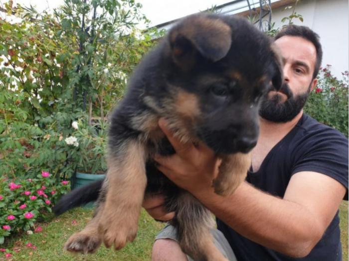 nemački ovčar štenci besplatni mali oglasi