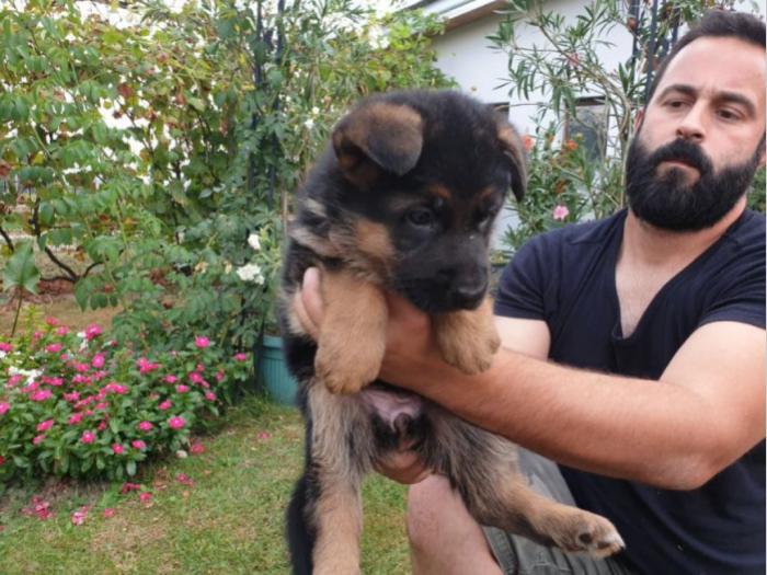 nemački ovčar štenci besplatni mali oglasi