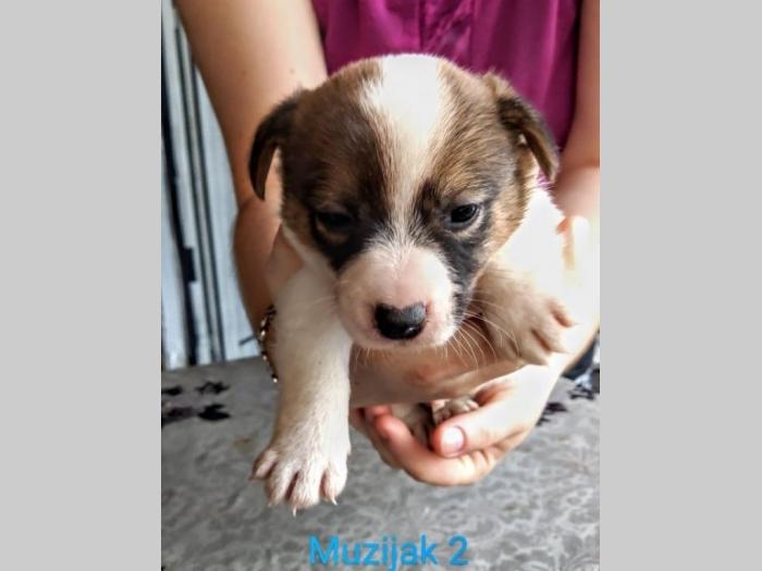 na prodaju štenci jack russel rase besplatni mali oglasi