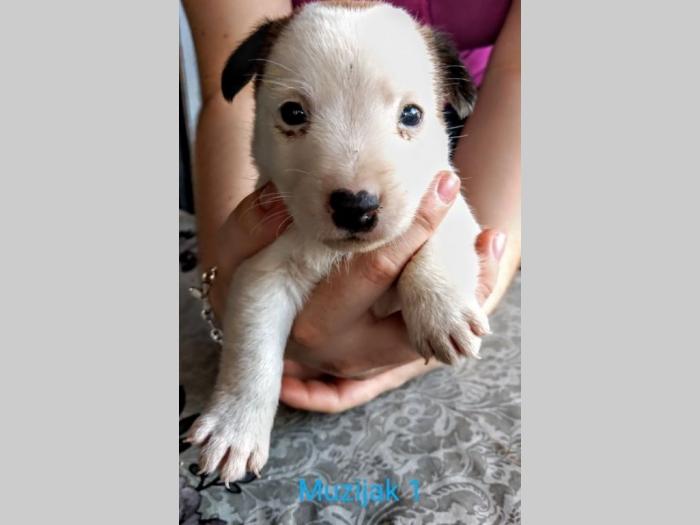 na prodaju štenci jack russel rase besplatni mali oglasi