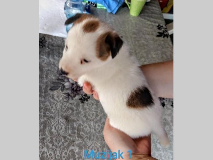 na prodaju štenci jack russel rase besplatni mali oglasi