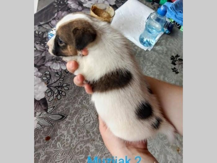 na prodaju štenci jack russel rase besplatni mali oglasi