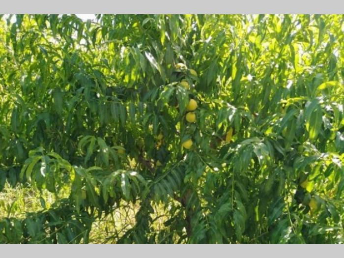 voćnjak na fruškoj gori, 46 ara besplatni mali oglasi