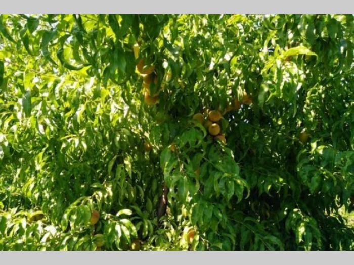 voćnjak na fruškoj gori, 46 ara besplatni mali oglasi