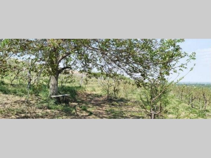 voćnjak i vinograd u banoštoru fruška gora besplatni mali oglasi