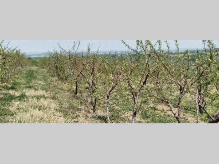 voćnjak i vinograd u banoštoru fruška gora besplatni mali oglasi