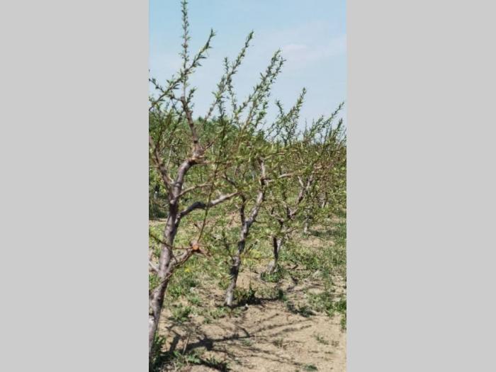 voćnjak i vinograd u banoštoru fruška gora besplatni mali oglasi