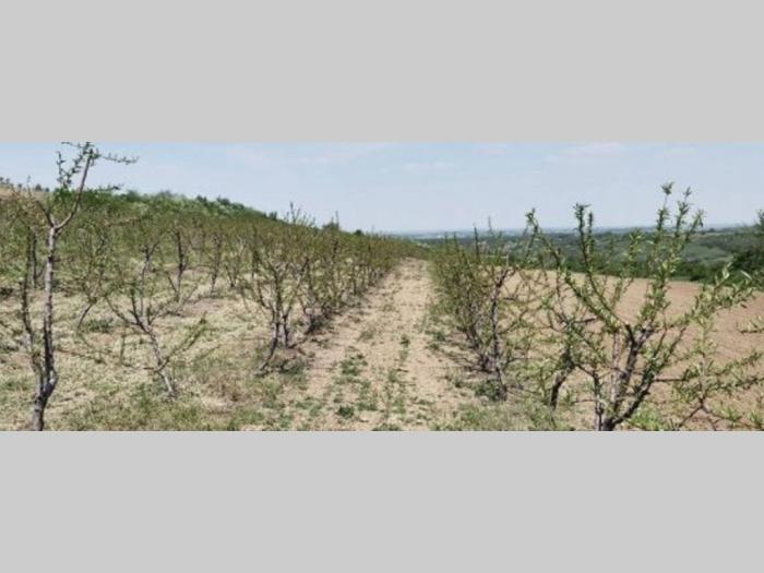 voćnjak i vinograd u banoštoru fruška gora besplatni mali oglasi