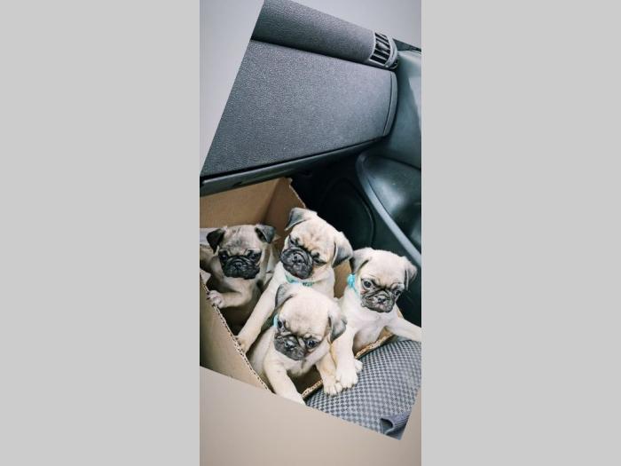 mops štenci besplatni mali oglasi