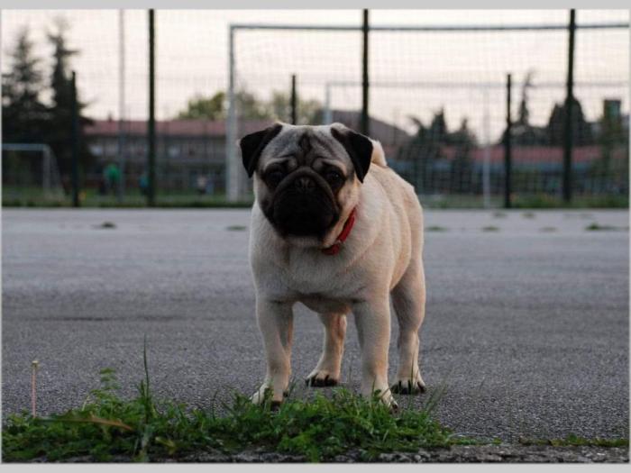 mops štenci besplatni mali oglasi