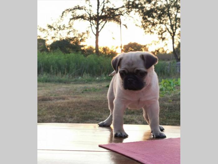 mops štenci besplatni mali oglasi