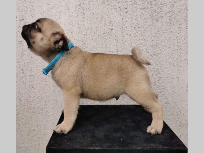 mops štenci besplatni mali oglasi