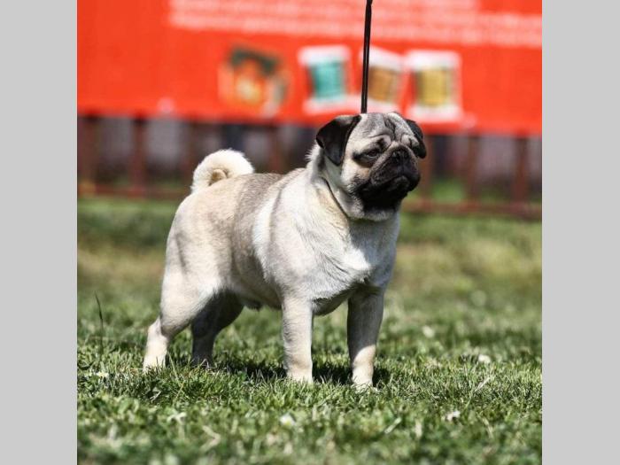 mops štenci besplatni mali oglasi