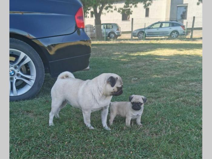 mops štenci besplatni mali oglasi